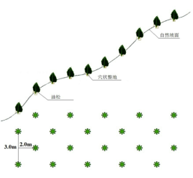 油松植苗模式