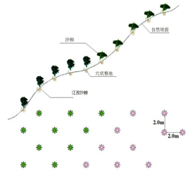 沙柳+江孜沙棘植苗模式